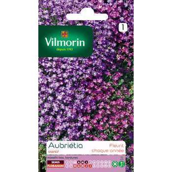 Aubrietia hybride source varié : en sachet