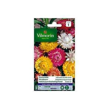 Immortelle à bractées double variée : en sachet