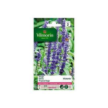 Sauge bleue Victoria : en sachet