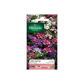 Verveine Brio variée : en sachet