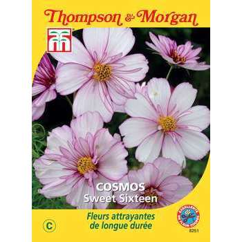 Cosmos 'sweet sixteen'