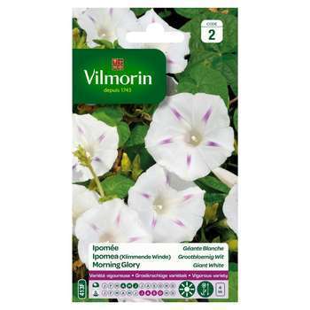Ipomée géante blanche: en sachet