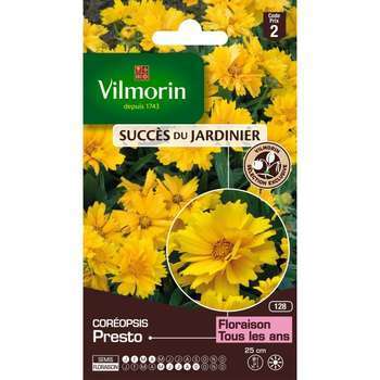 Coreopsis Presto