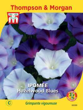 Ipomée Hazelwood Blues sachet 35 graines
