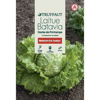 Graines de laitue Batavia dorée de printemps en sa