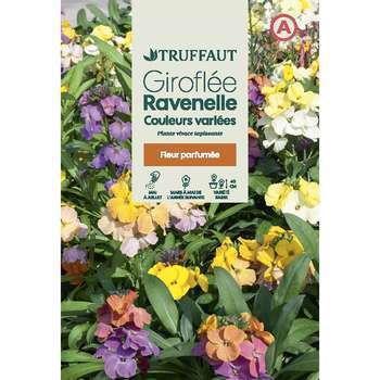 Giroflée Ravenelle simple variée 1 g