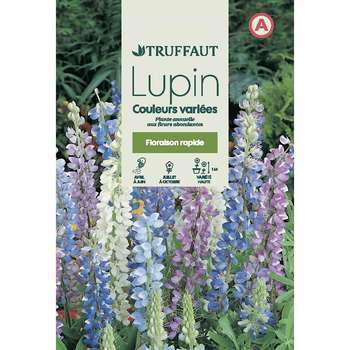 Lupin annuel en mélange