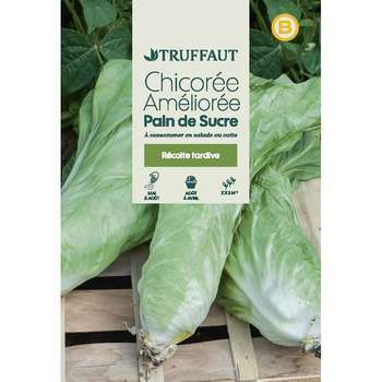 Graines de chicorée à feuilles améliorées pain de