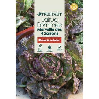 Graines de laitue Merveille des quatre saisons en