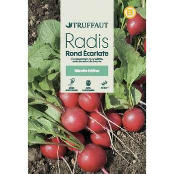 Graines de radis rond'écarlate hatif en sachet