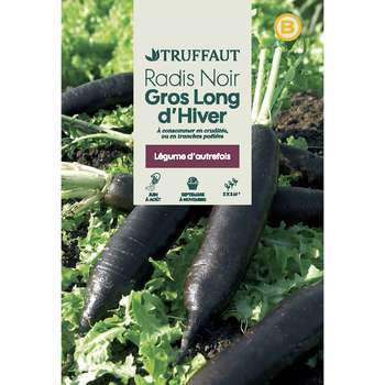 Graines de radis noir gros long dhiver de Paris e