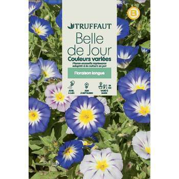 Belle-de-jour couleur Variée : en Sachet