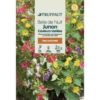 Belle de nuit Junon - couleur variée : en sachet