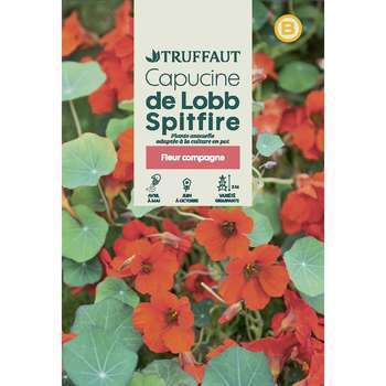Capucine grimpante hybride De Lobb Spitfire : en s