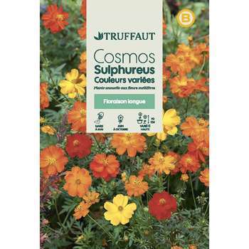 Cosmos Sulphureus couleur variée : en sachet