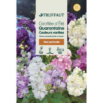 Giroflee d'été Quarantaine à grande fleur : sachet