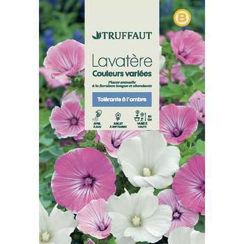 Lavatere à grande fleur variées : en sachet