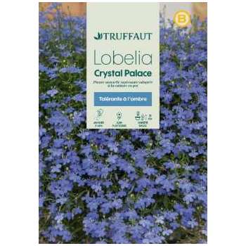 Lobélia Crystal Palace