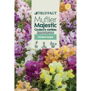 Muflier Majestic demi-nain varié : en sachet