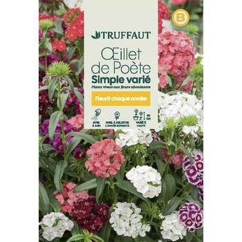 illet de poete Hirondelle simple couleur varié :