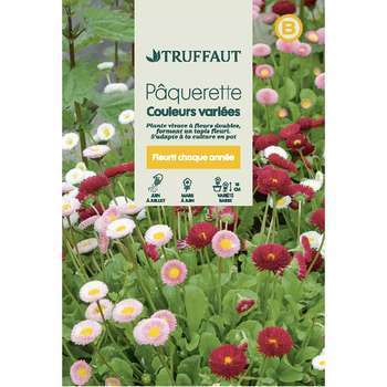 Pâquerette des prés Tapis couleurs Variées