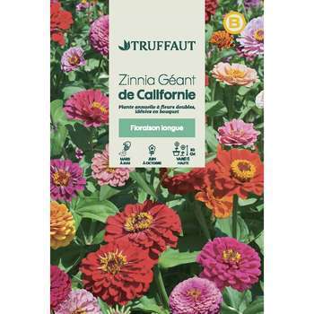 Zinnia Géant Couleur Variée : En sachet