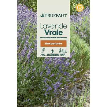 Lavande variée : en sachet