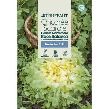 Graines de chicorée scarole géante maraichere sala