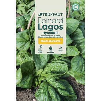 Graines d'épinard'lagos hybride F1 en sachet