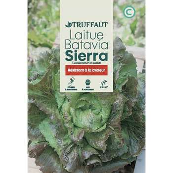 Graines de laitue Batavia Sierra en sachet