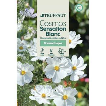 Cosmos sensation Blanc : En sachet