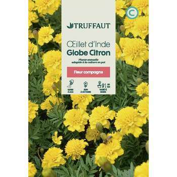 Oeillet D inde À Fleur jaune : En sachet