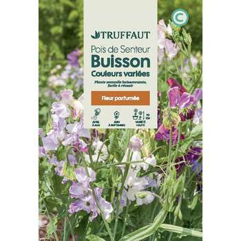 Pois De Senteur Couleurs Variées : En sachet