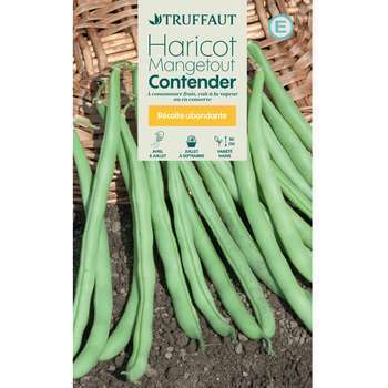 Graines de haricot nain mangetout Contender en boi