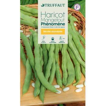 Graines de haricot mangetout à rames Phenomene en