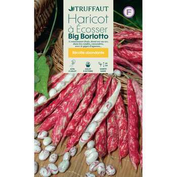 Graines de haricot Borlotto en boite