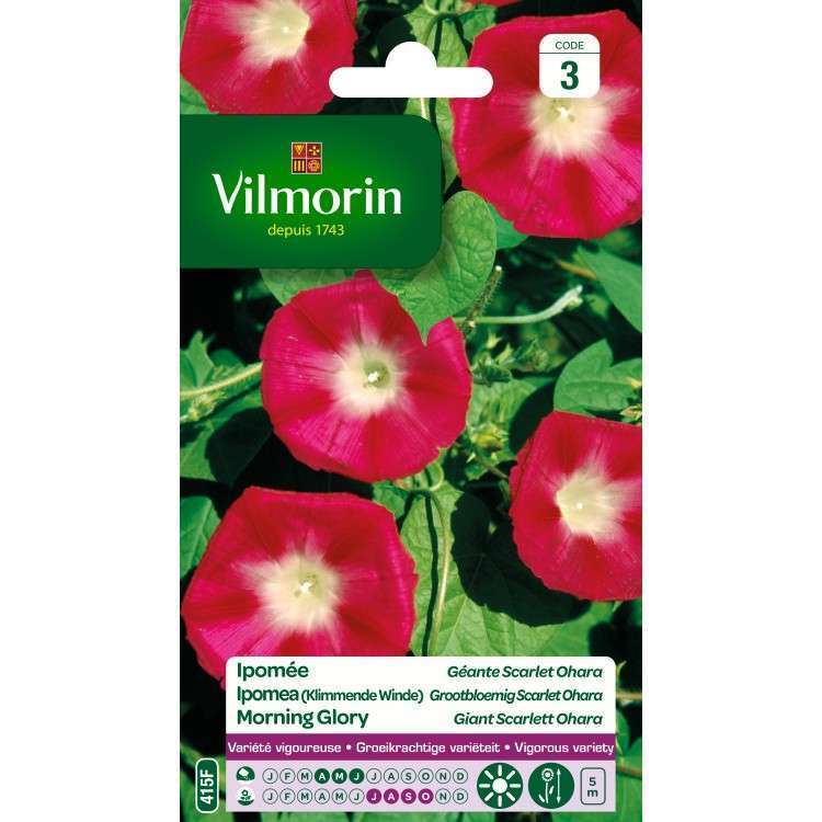 Vilmorin - Ipomee Scarlet Ohara