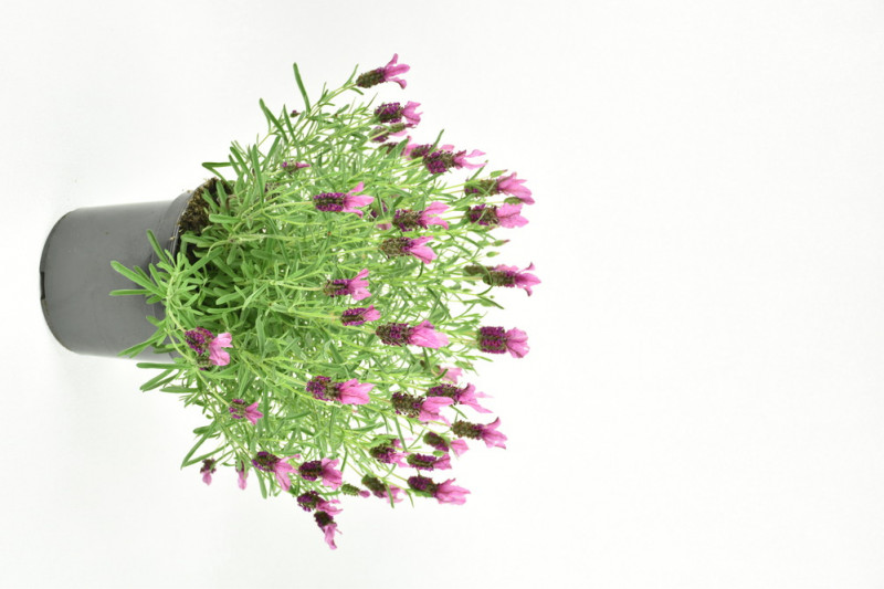 LAVANDULA ANGUSTIFOLIA P18