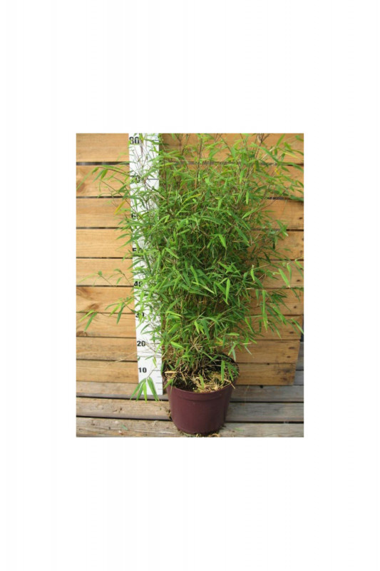 FARGESIA RUFA C 80/+