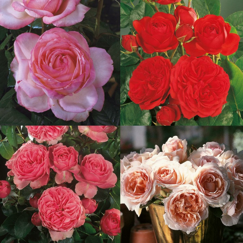 ROSIER BUISSON C5L