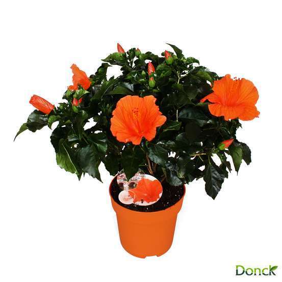 Hibiscus 'Sunny Fiori Grande mix': pot D17