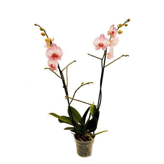 Phalaenopsis : 2 tiges d.12cm
