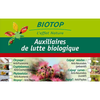 Coccinelle: 25 adultes anti-cochenilles