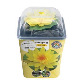 Nénuphar précultivé : jaune