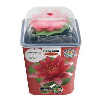 Nénuphar précultivé : rouge