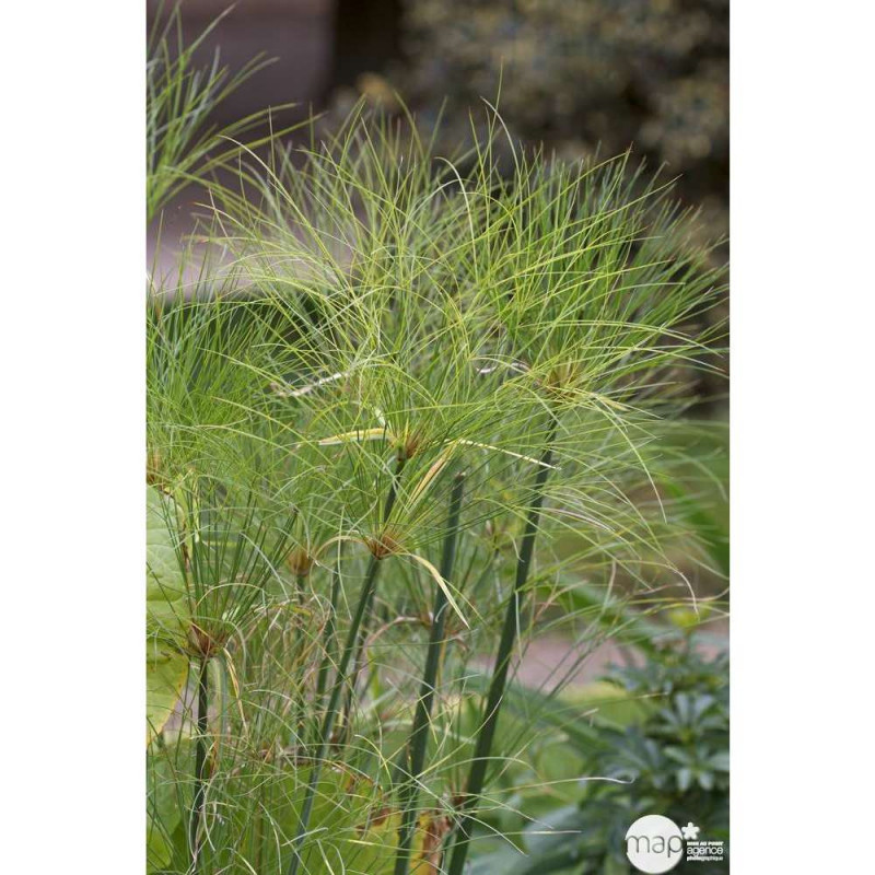 Cyperus Papyrus : C3L