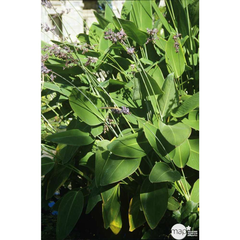 Plante de bassin : Thalia Dealbata 3L