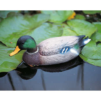 Déco bassin : Canard colvert