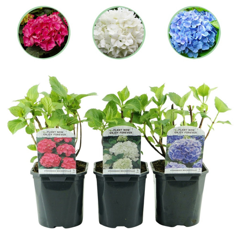 Lanterne solaire Muscat - L. 24,5xH. 24,5cm