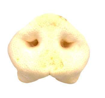 Nez porc souffle